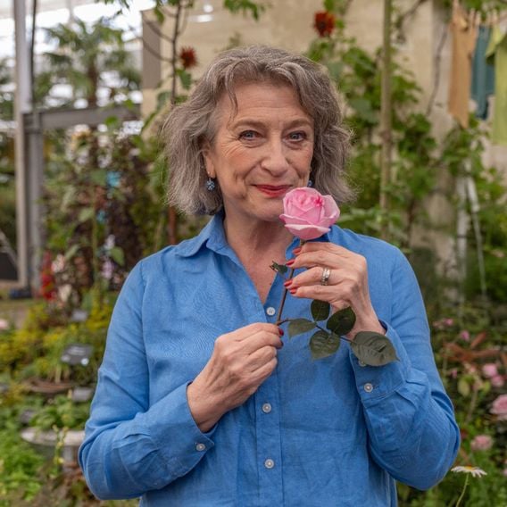Rose 'Caroline Quentin'