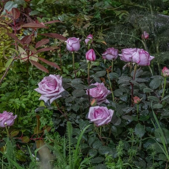 Rose 'Caroline Quentin'