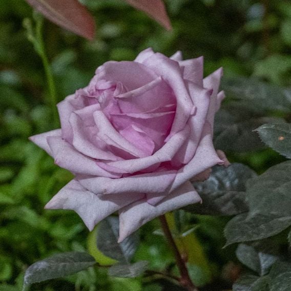 Rose 'Caroline Quentin'
