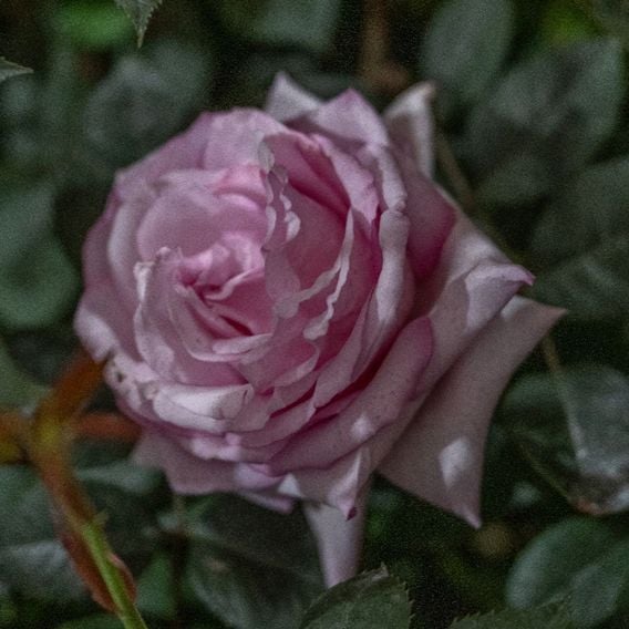 Rose 'Caroline Quentin'