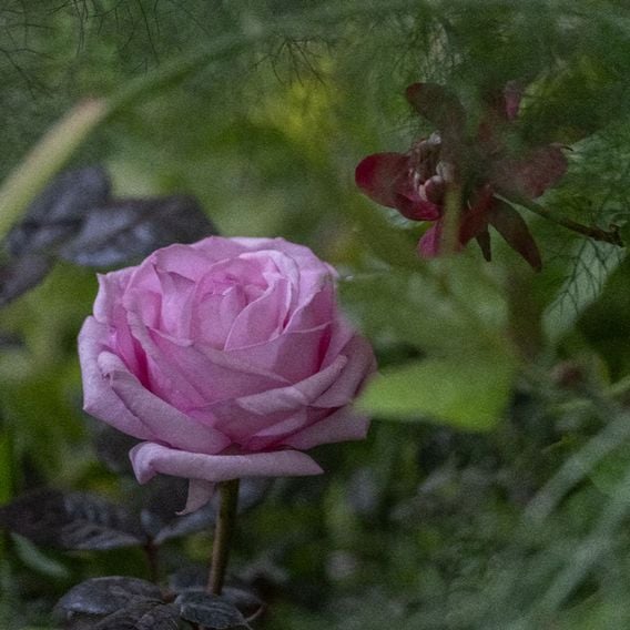 Rose 'Caroline Quentin'