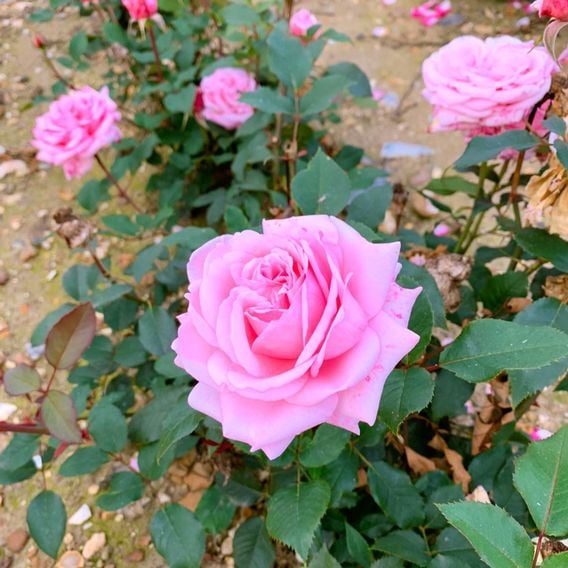 Rose 'Caroline Quentin'