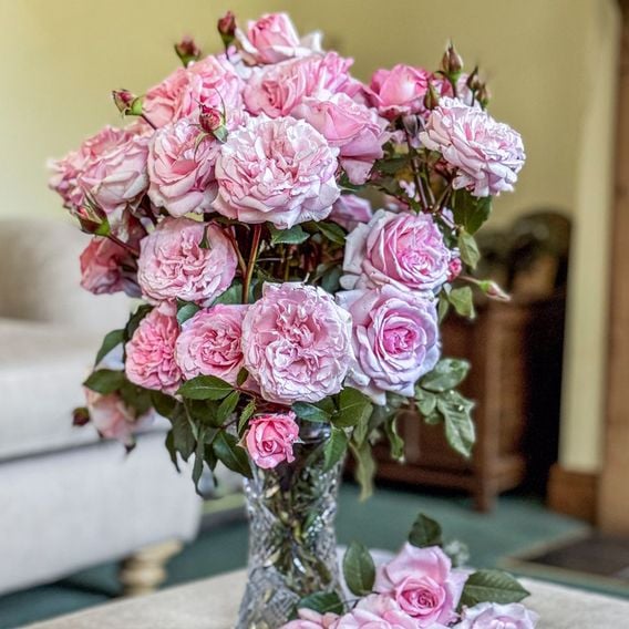 Rose 'Caroline Quentin'