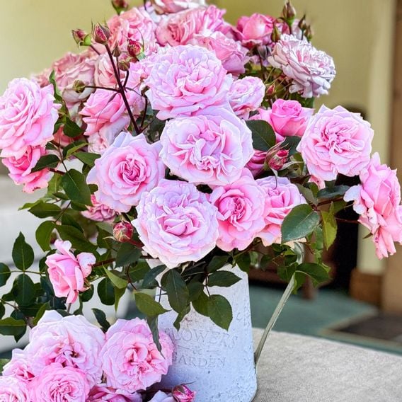 Rose 'Caroline Quentin'