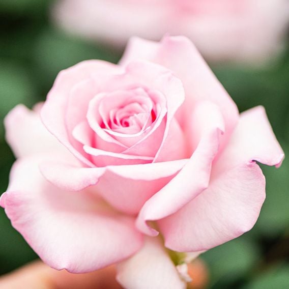 Rose 'Caroline Quentin'