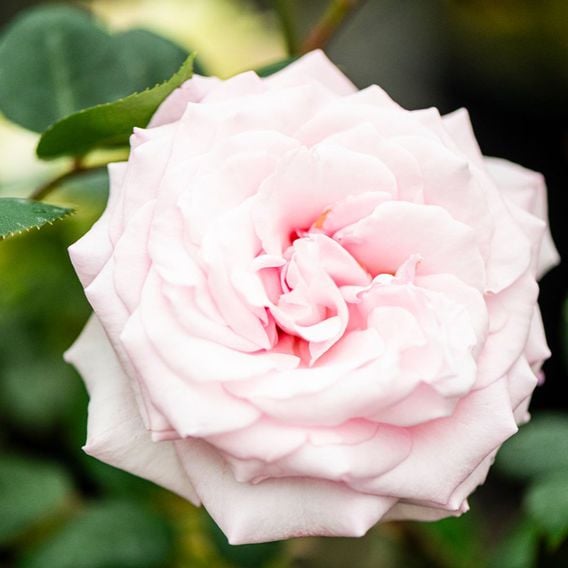 Rose 'Caroline Quentin'