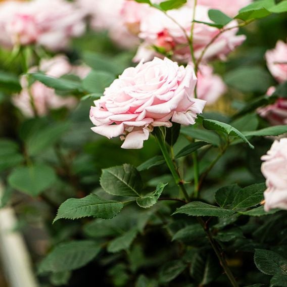 Rose 'Caroline Quentin'