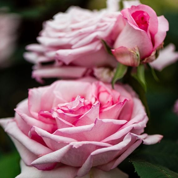 Rose 'Caroline Quentin'
