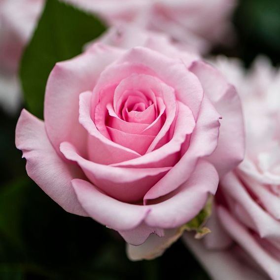 Rose 'Caroline Quentin'