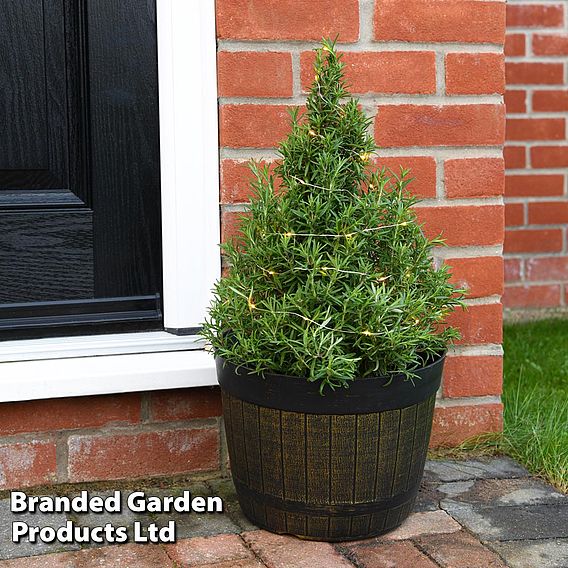 Rosemary Christmas Tree - Gift