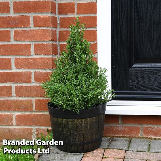 Rosemary Christmas Tree - Gift