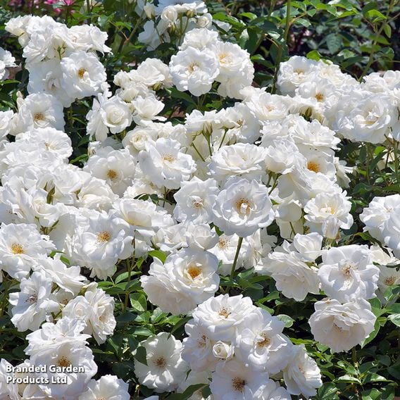 Rose 'Iceberg'