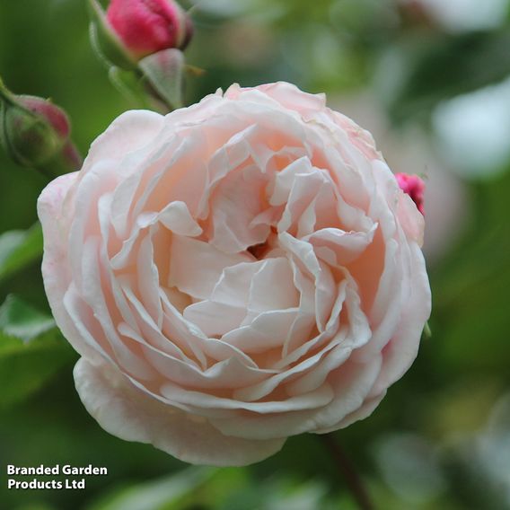Rose 'Compassion' (Climbing)