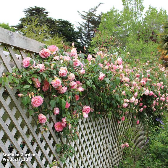 Rose 'Compassion' (Climbing)