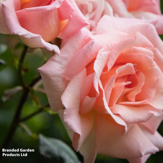 Rose 'Compassion' (Climbing)