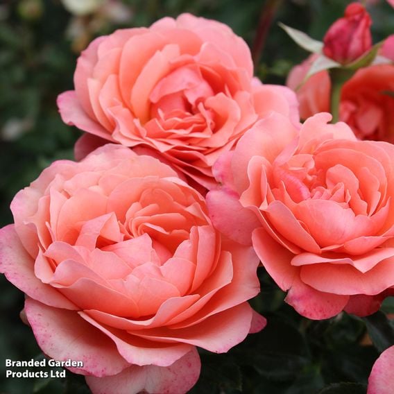 Rose 'Coral Garden' (Floribunda Rose)