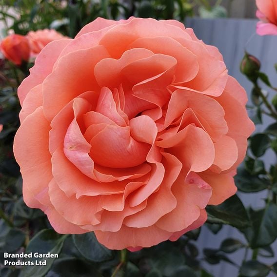 Rose 'Coral Garden' (Floribunda Rose)