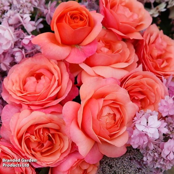 Rose 'Coral Garden' (Floribunda Rose)
