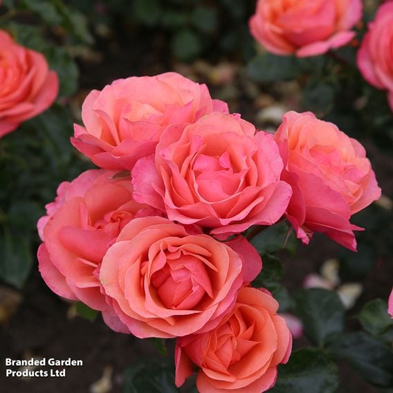 Rose 'Coral Garden' (Floribunda Rose)