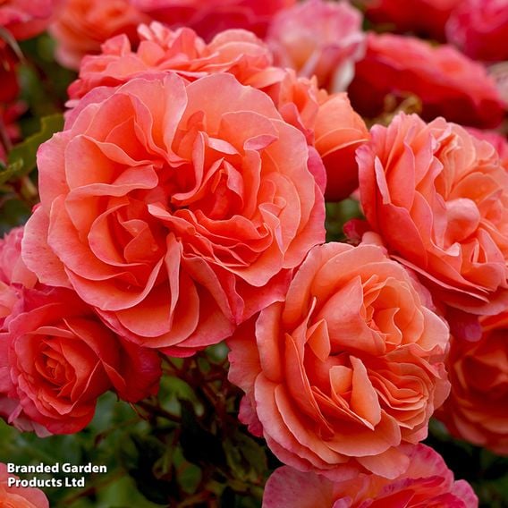 Rose 'Coral Garden' (Floribunda Rose)