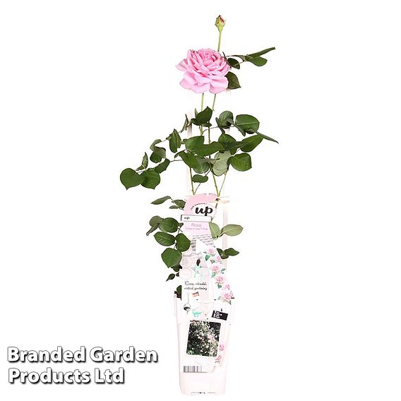 Rose 'Crazy in Love Pink' (Climbing Rose)