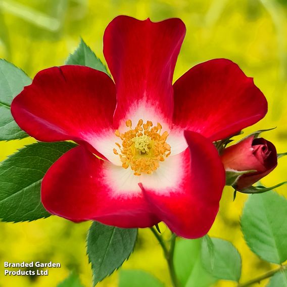 Rose 'Everglow Ruby' (Shrub)