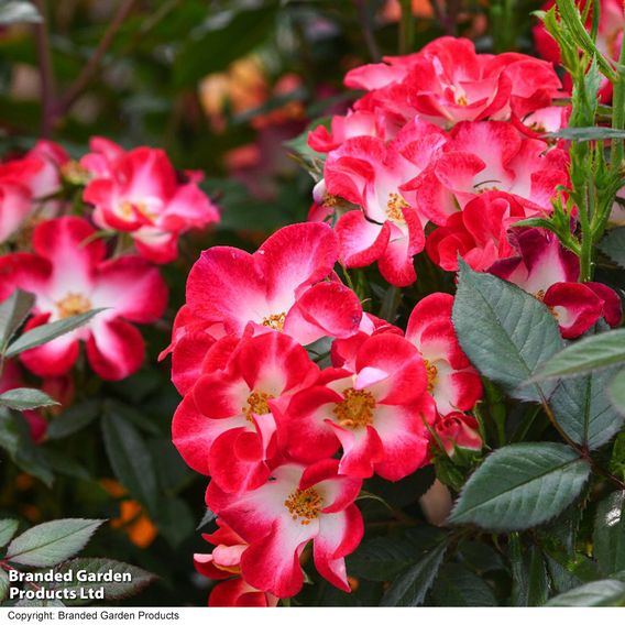 Rose 'Everglow Ruby' (Shrub)