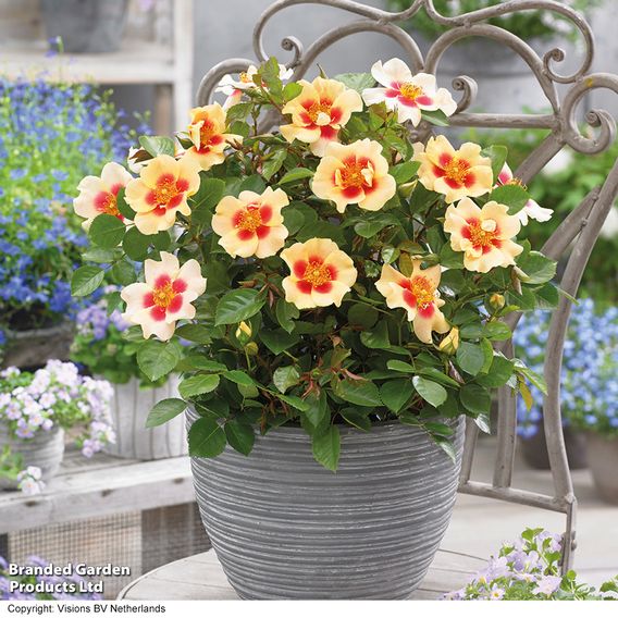 Rose 'Eye of the Tiger' (Shrub Rose)