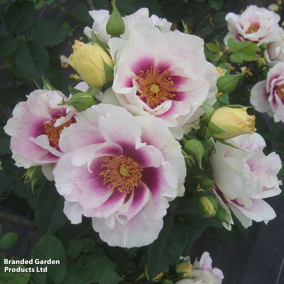 Rose 'For Your Eyes Only' (Floribunda Rose)