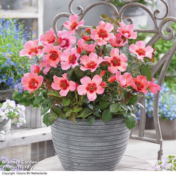 Rose 'For Your Eyes Only' (Floribunda Rose)