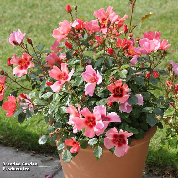 Rose 'For Your Eyes Only' (Floribunda Rose)