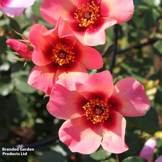 Rose 'For Your Eyes Only' (Floribunda Rose)