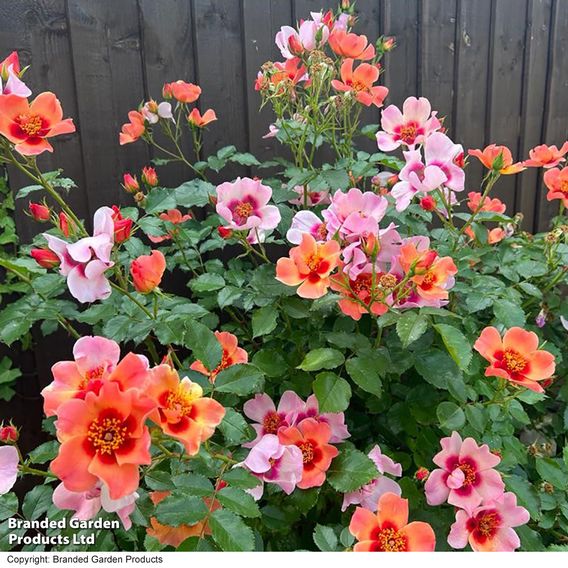 Rose 'For Your Eyes Only' (Floribunda Rose)
