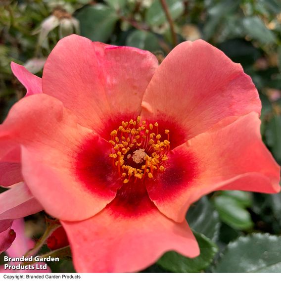 Rose 'For Your Eyes Only' (Floribunda Rose)