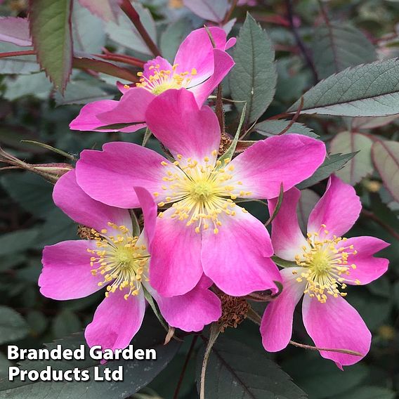 Red Leaf Rose (Hedging)