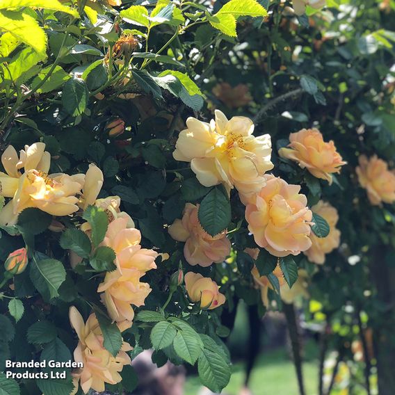 Rose 'Golden Showers' (Climbing)