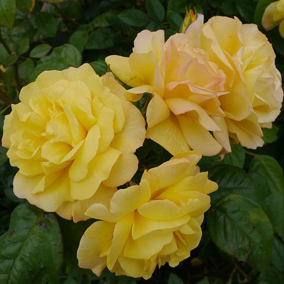 Rose 'Golden Showers'