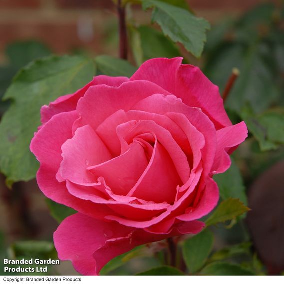 Rose 'Easy Elegance Grandma's Blessing' (Shrub Rose)