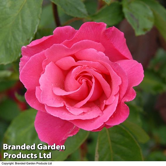 Rose 'Easy Elegance Grandma's Blessing' (Shrub Rose)