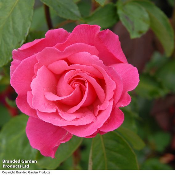 Rose 'Easy Elegance Grandma's Blessing' (Shrub Rose)