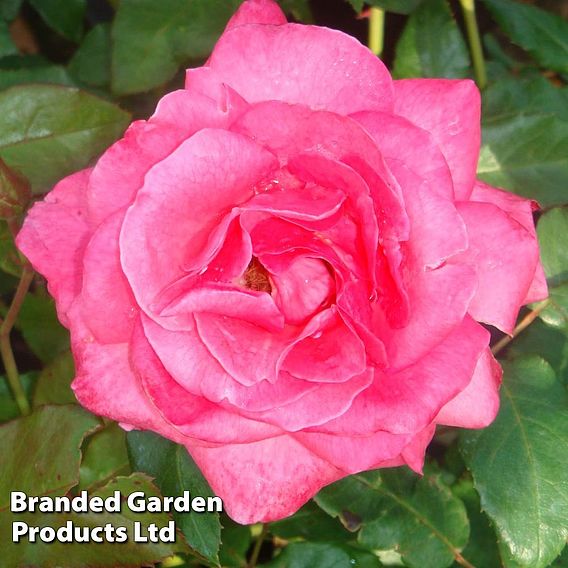Rose 'Easy Elegance Grandma's Blessing' (Shrub Rose)