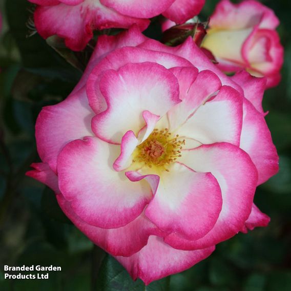 Rose 'Handel' (Climbing)