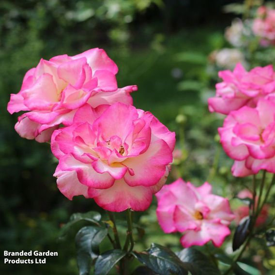 Rose 'Handel' (Climbing)