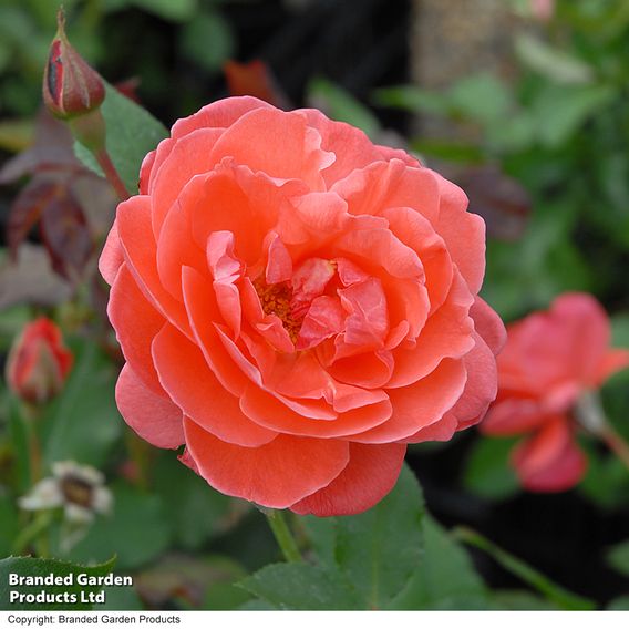 Rose 'Happy Anniversary' (Floribunda Rose)