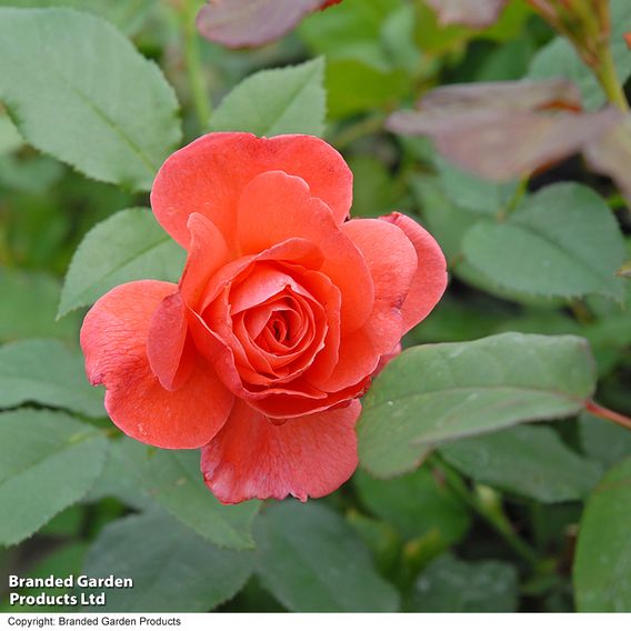 Rose 'Happy Anniversary' (Floribunda Rose)