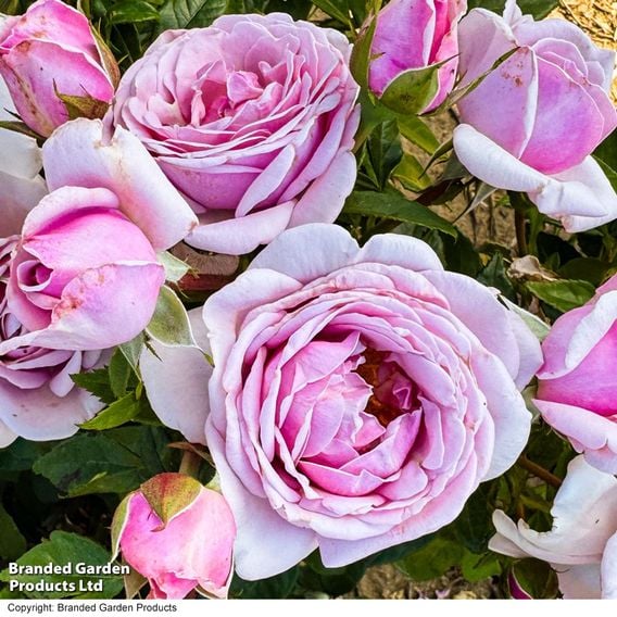 Rose 'Hopes & Dreams' (Hybrid Tea Rose)