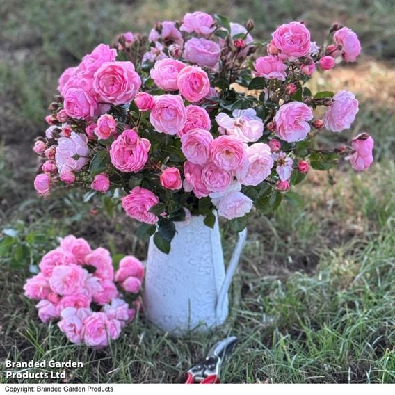 Rose 'Hopes & Dreams' (Hybrid Tea Rose)