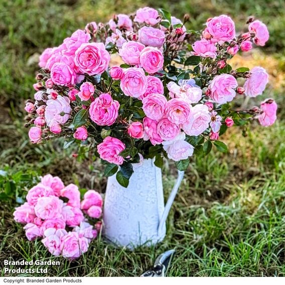 Rose 'Hopes & Dreams' (Hybrid Tea Rose)