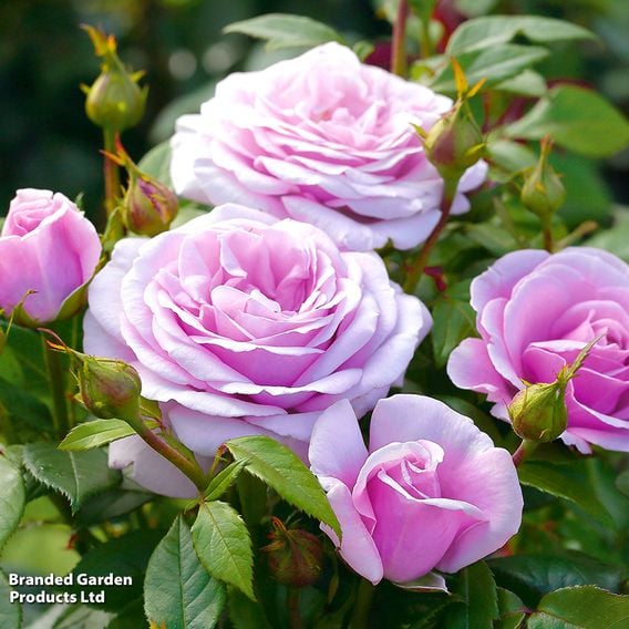 Rose 'Hopes & Dreams' (Hybrid Tea Rose)