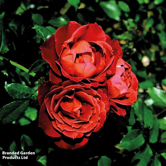 Rose 'Hot Chocolate' (Floribunda Rose)